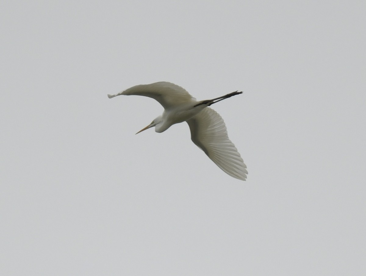 Great Egret - ML501460911