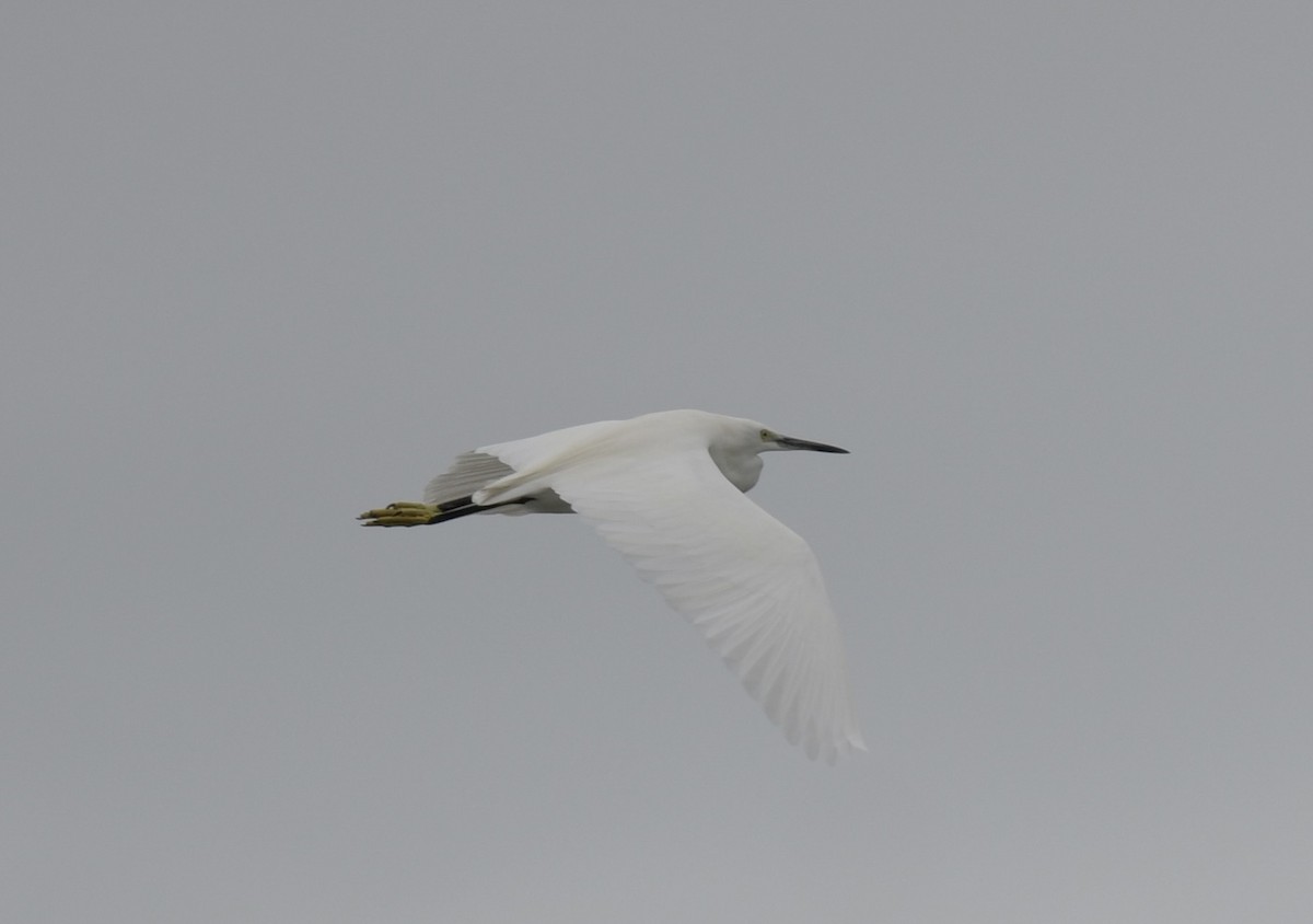 Little Egret - ML501461041