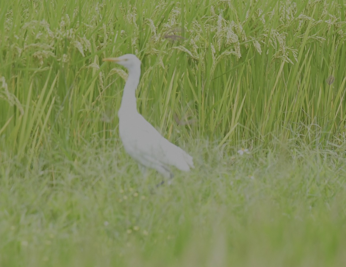 Eastern Cattle Egret - ML501461201