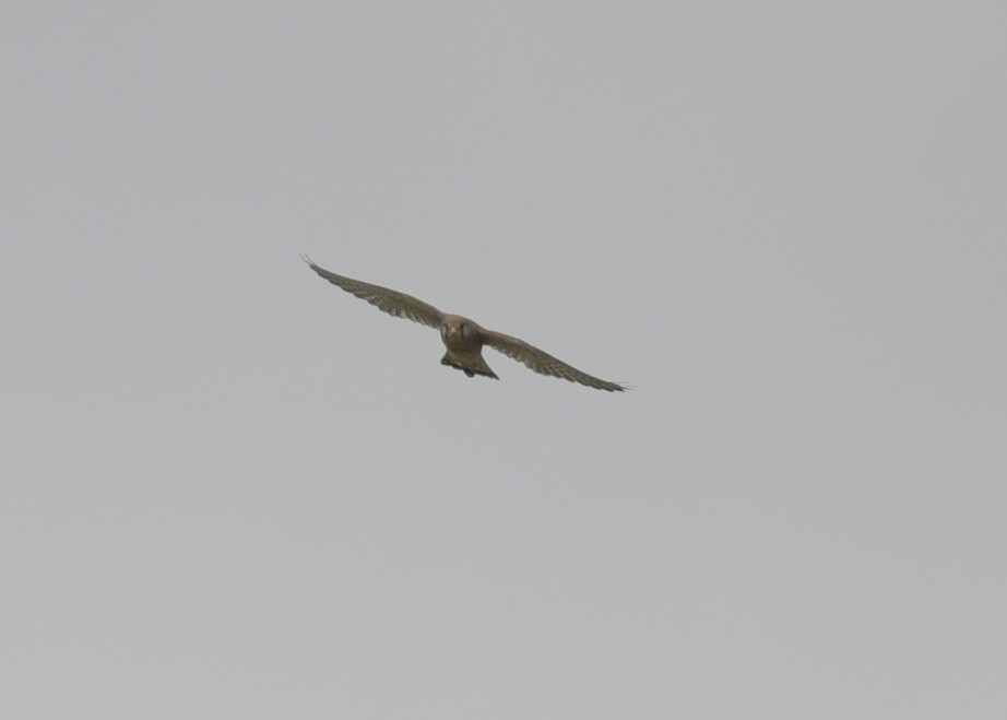 Eurasian Kestrel - ML501461241