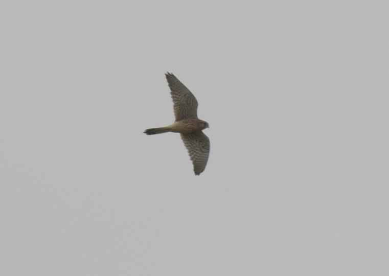 Eurasian Kestrel - ML501461261