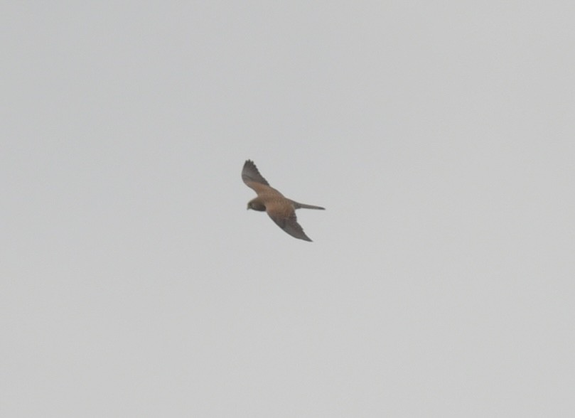 Eurasian Kestrel - ML501461271