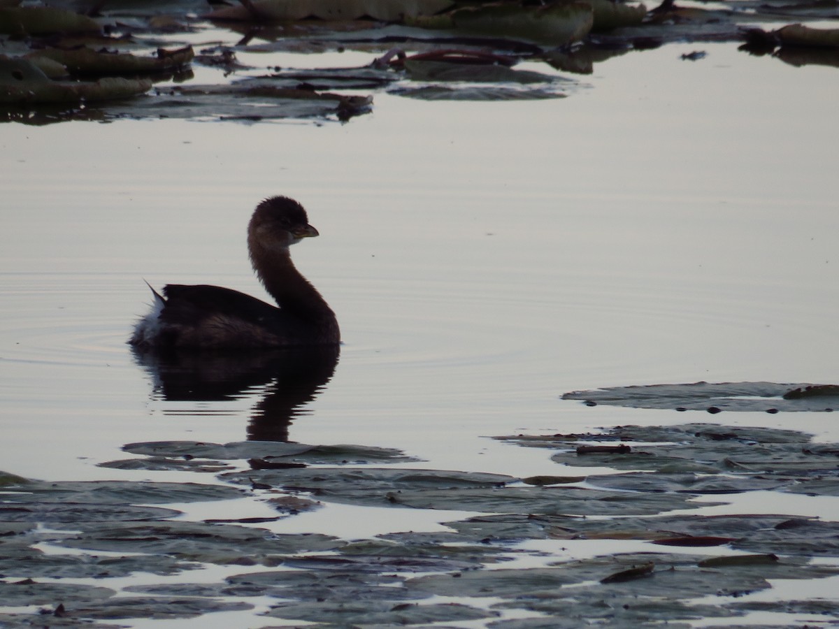 Pied-billed Grebe - ML501461421