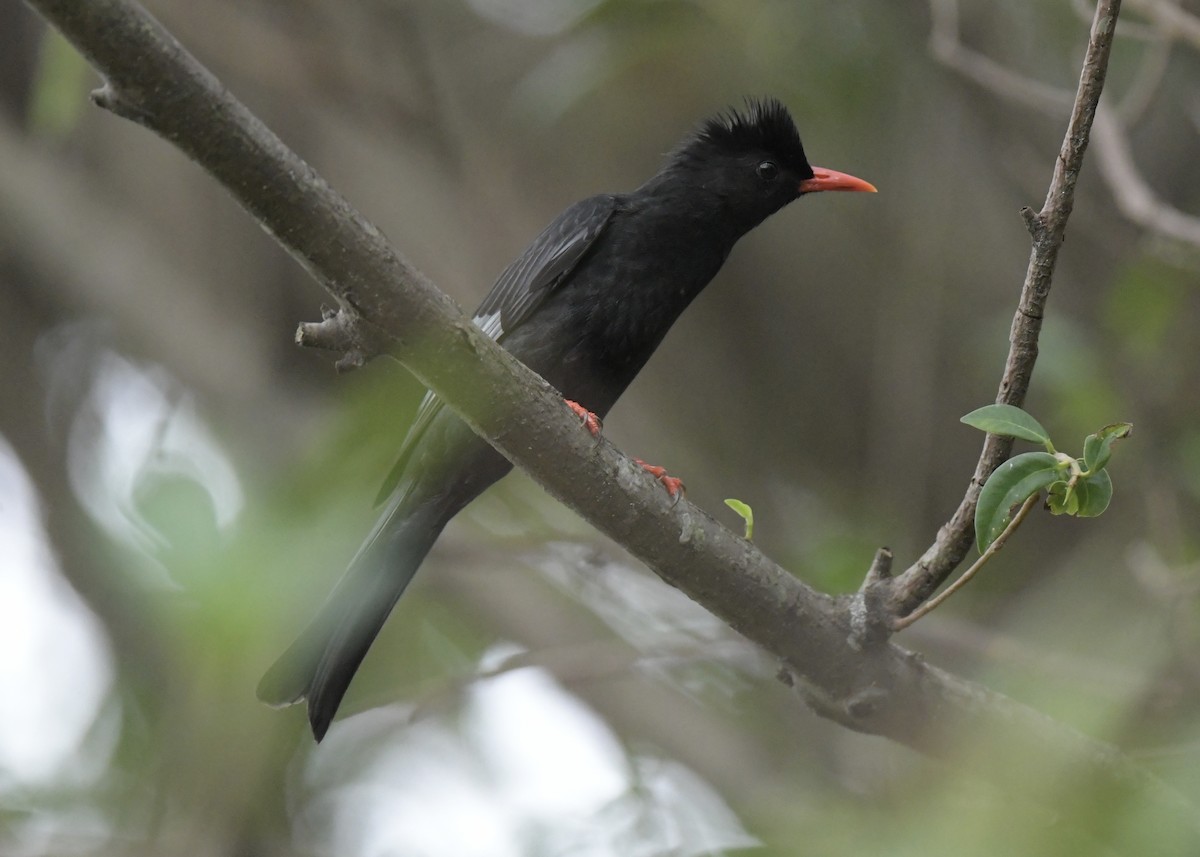 Black Bulbul - ML501461431