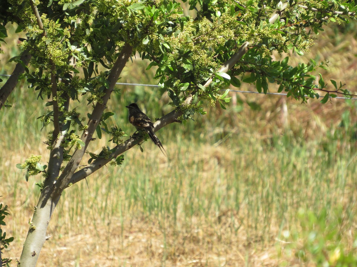 Plain-mantled Tit-Spinetail - ML501461741