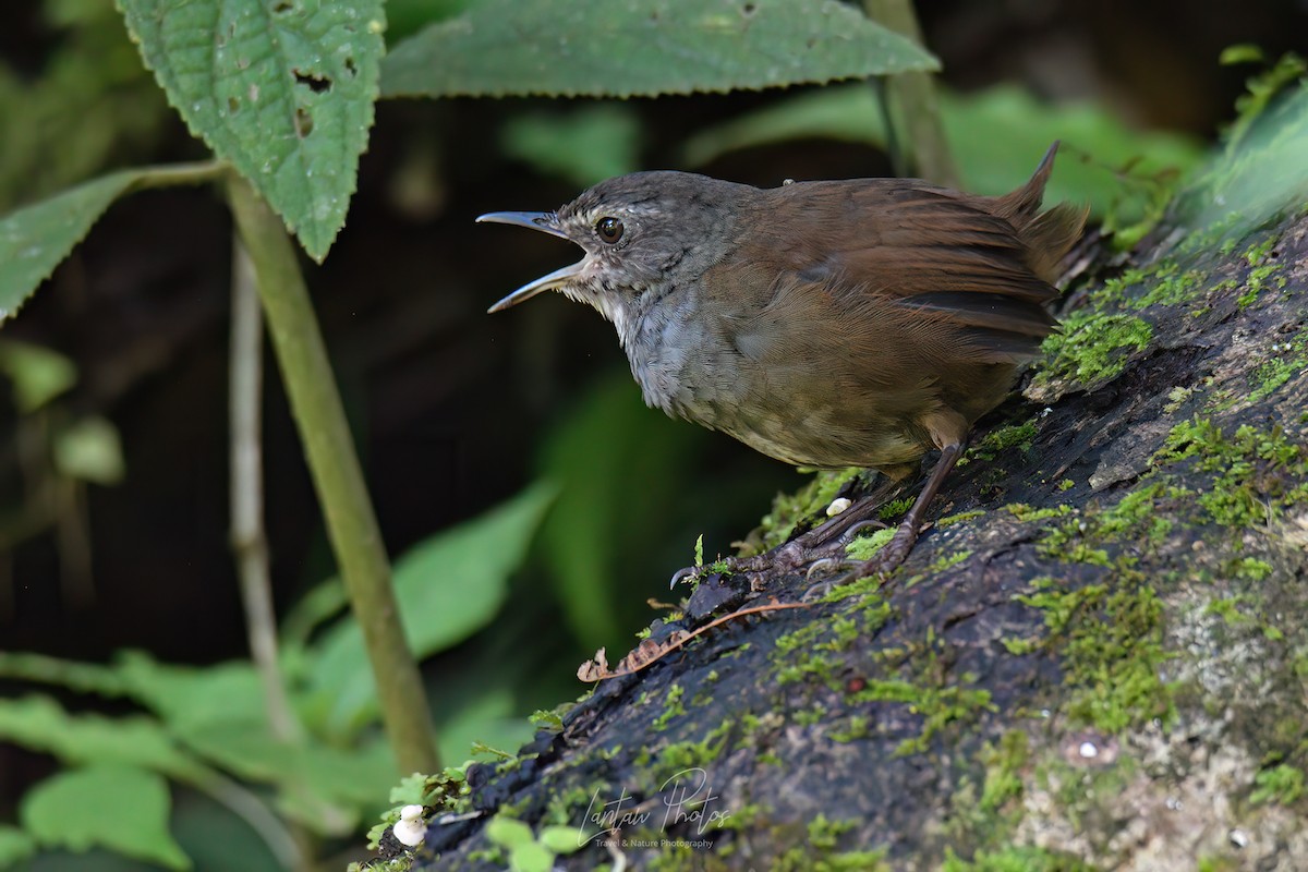 Long-tailed Bush Warbler - ML501462571