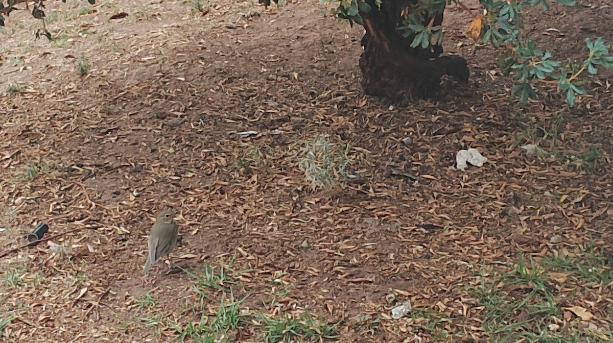 Swainson's Thrush - ML501463371