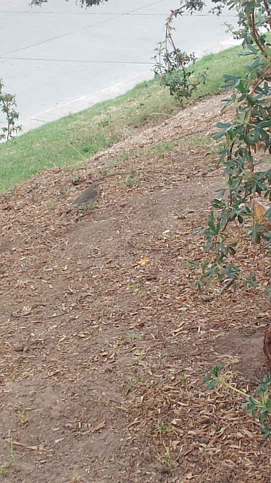 Swainson's Thrush - ML501463381