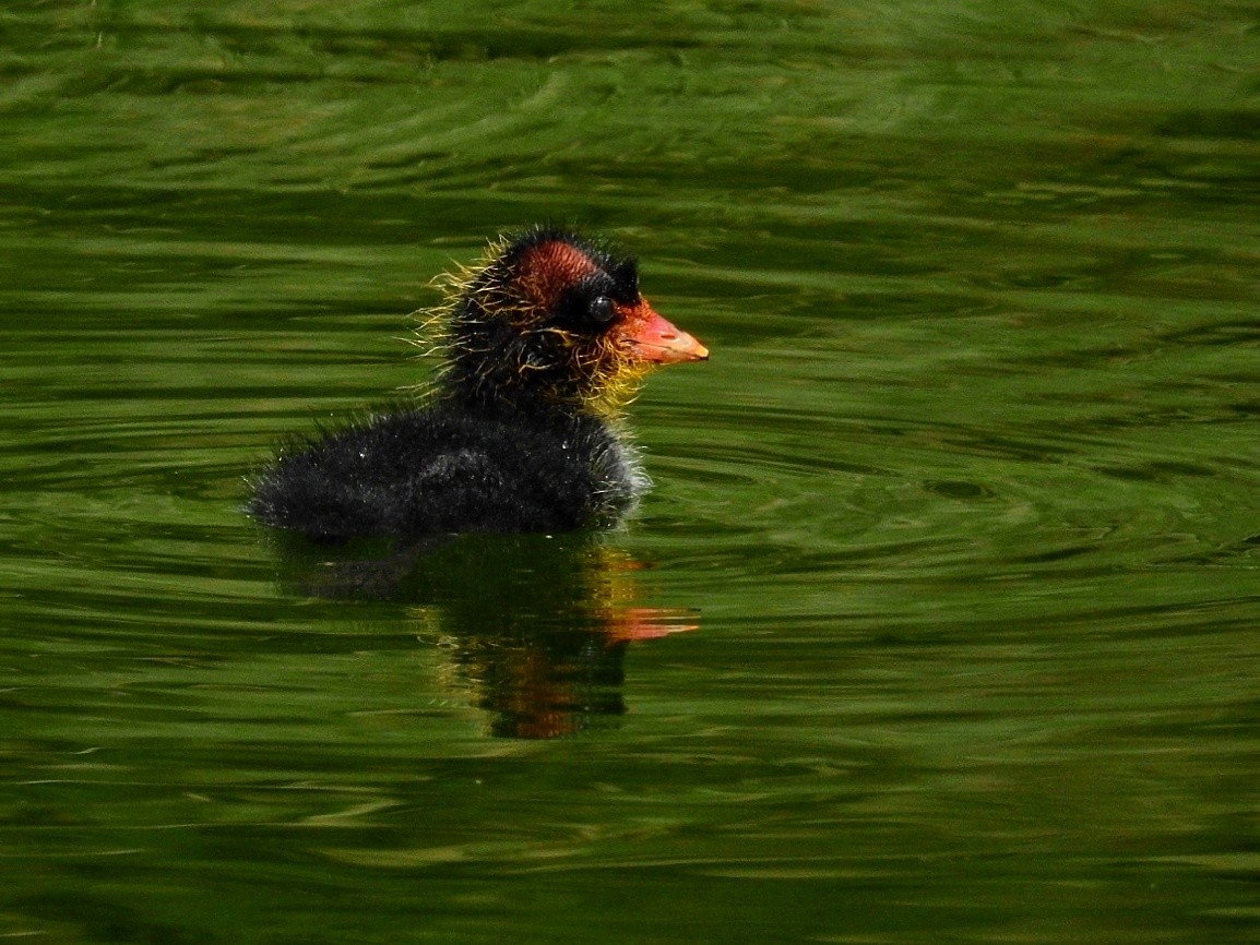 Slate-colored Coot - ML501463971