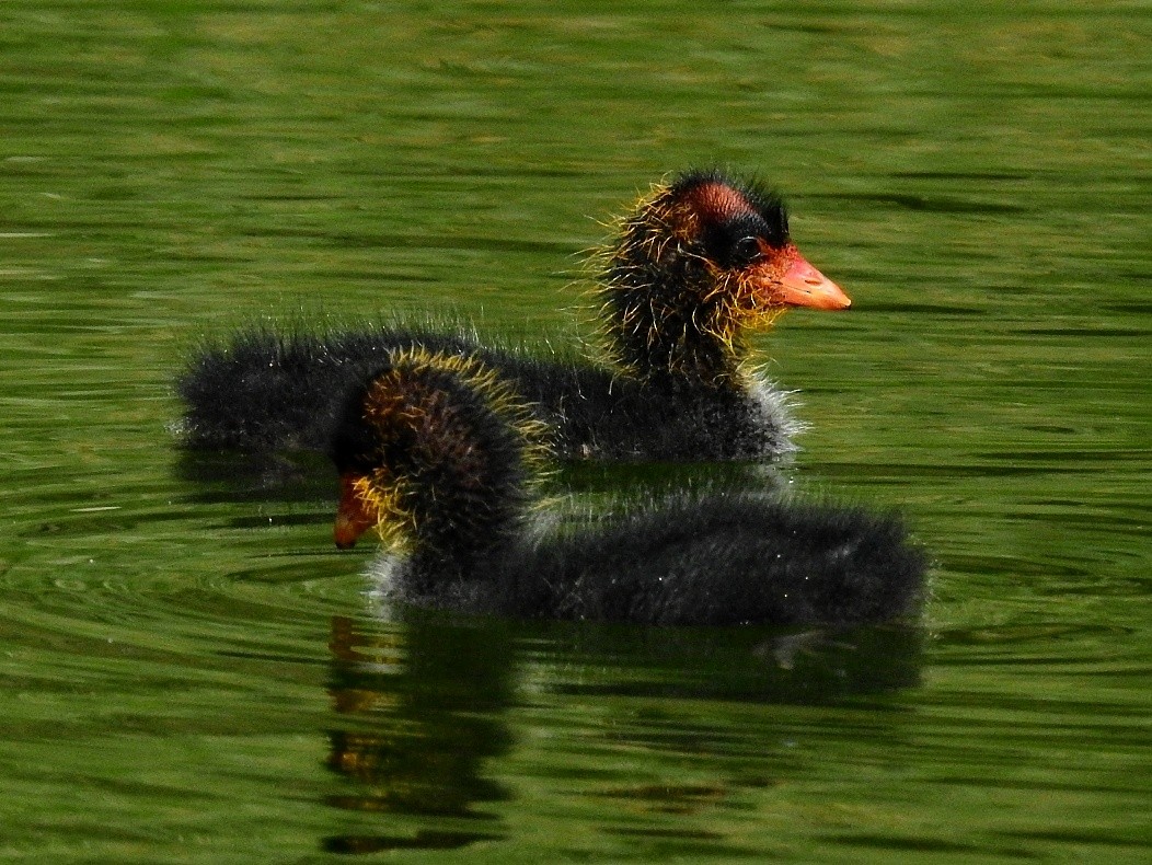 Slate-colored Coot - ML501463981