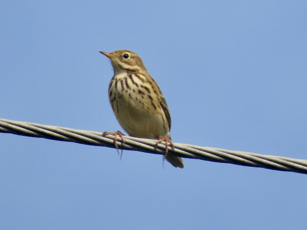 Meadow Pipit - ML501464041