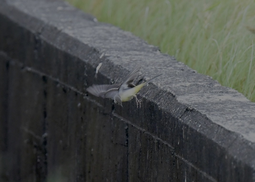 Gray Wagtail - ML501464261