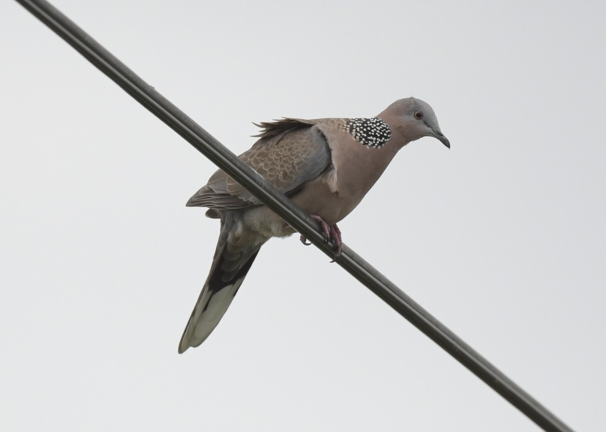 Spotted Dove - ML501465401