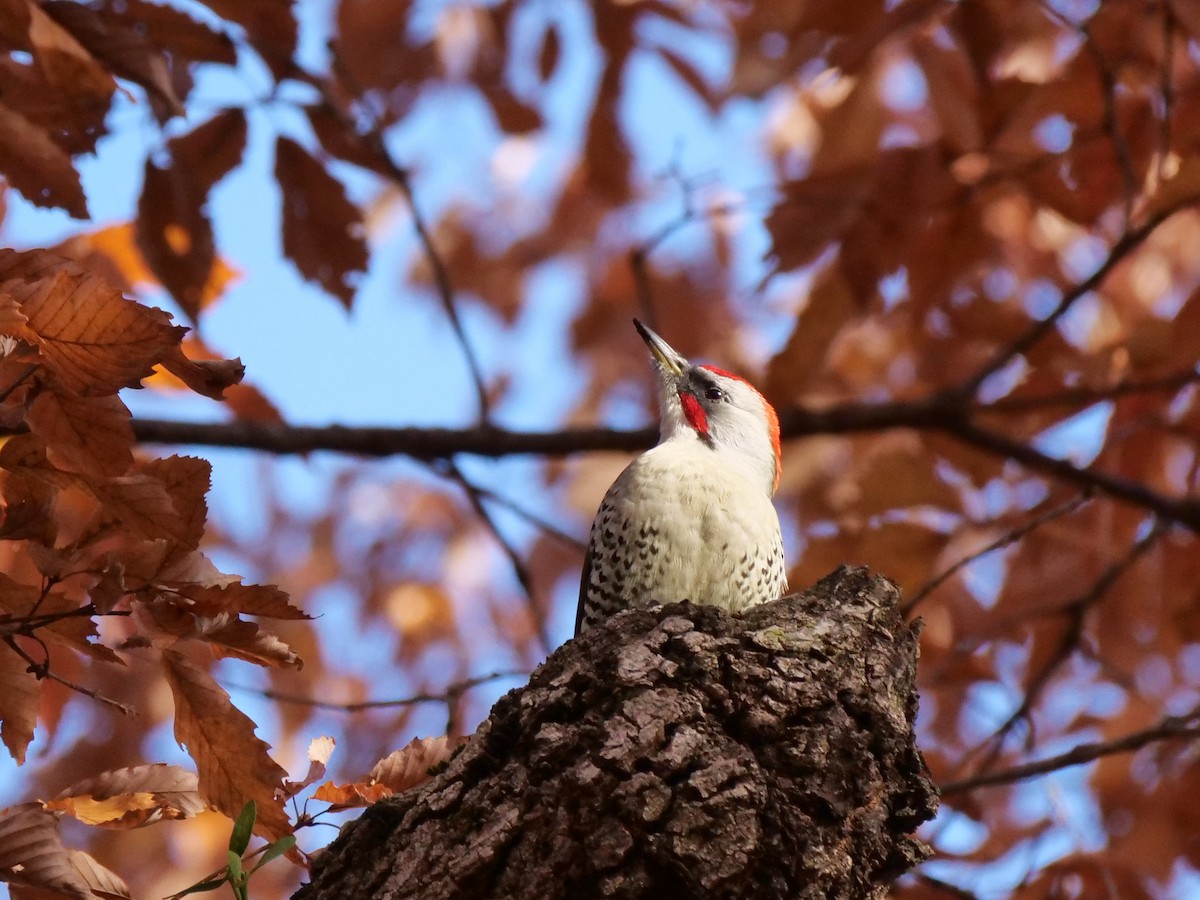 Japanese Woodpecker - Hiroyuki Tamura