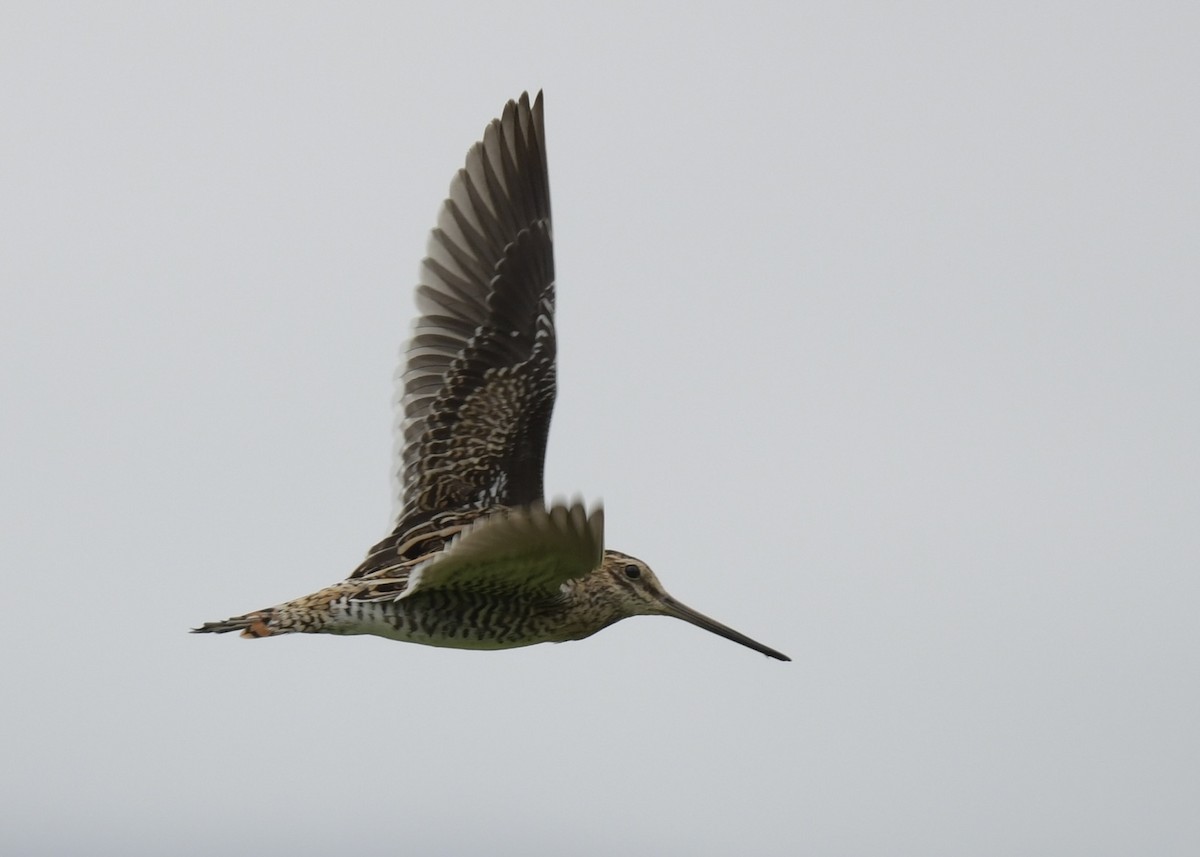 Common Snipe - ML501465431