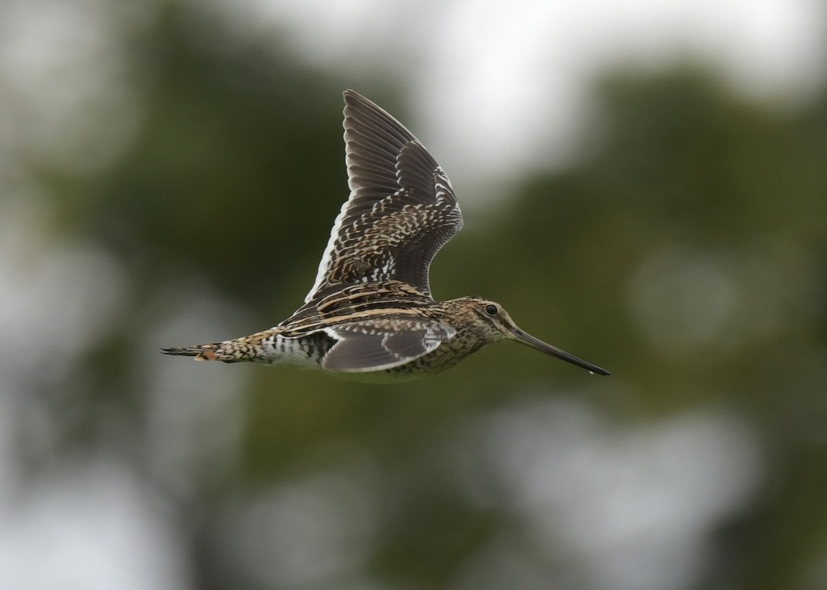 Common Snipe - ML501465441