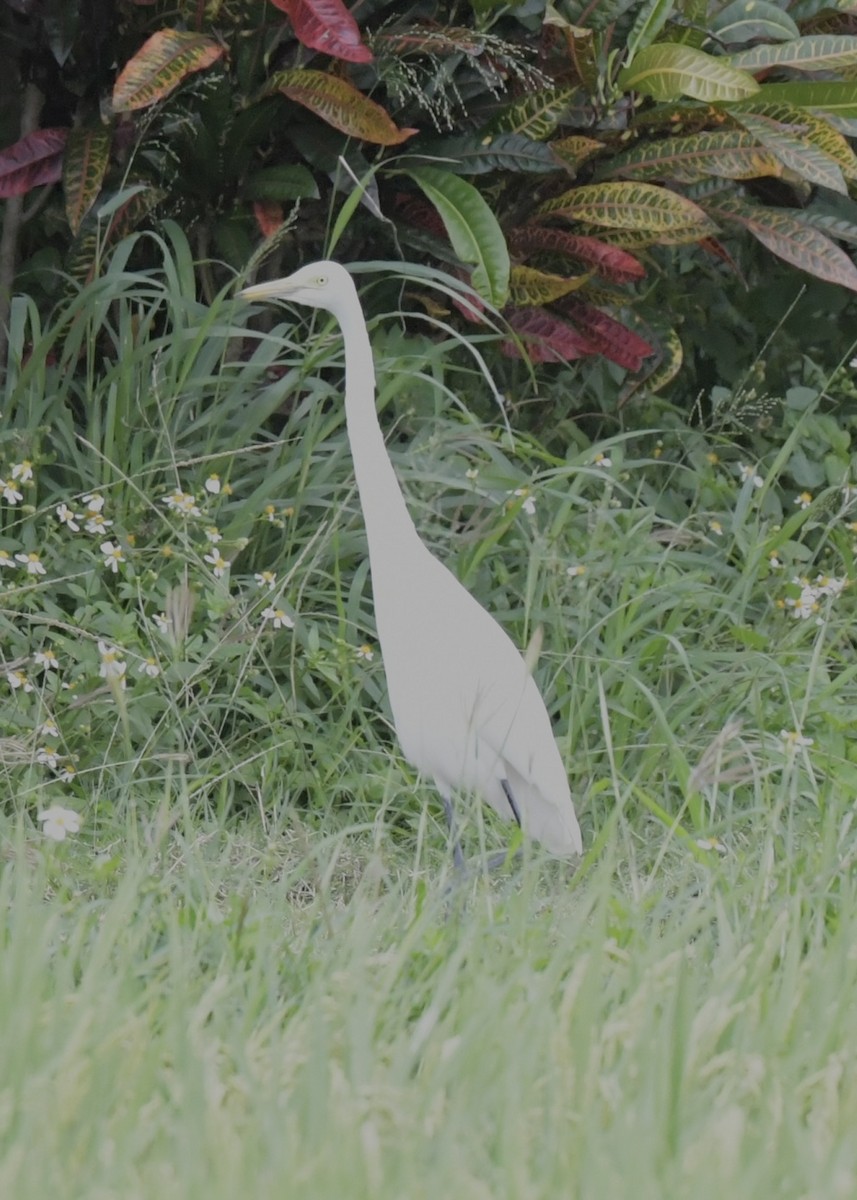 Great Egret - ML501465701