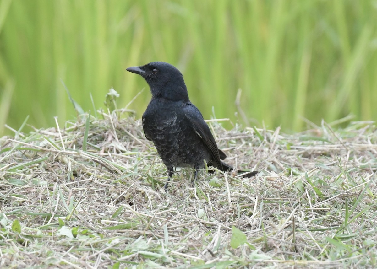 Black Drongo - ML501465831