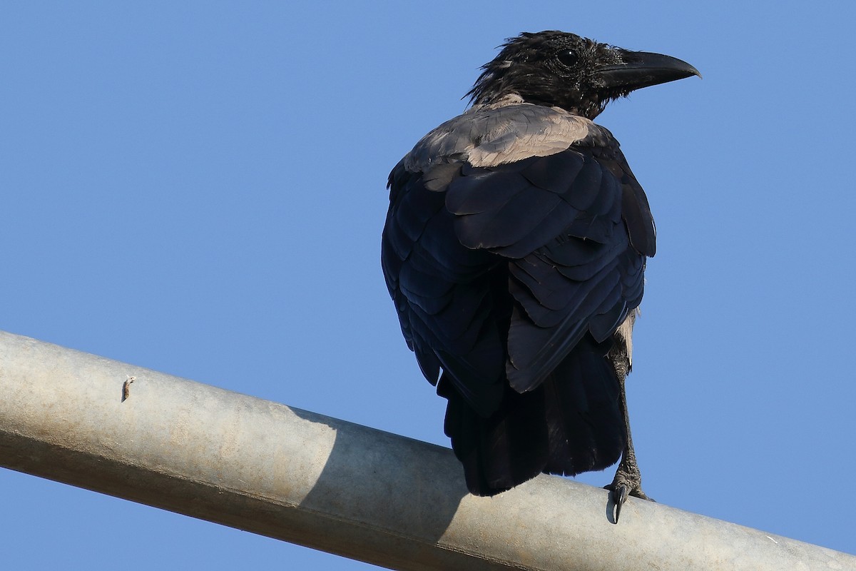 Hooded Crow - ML501467591
