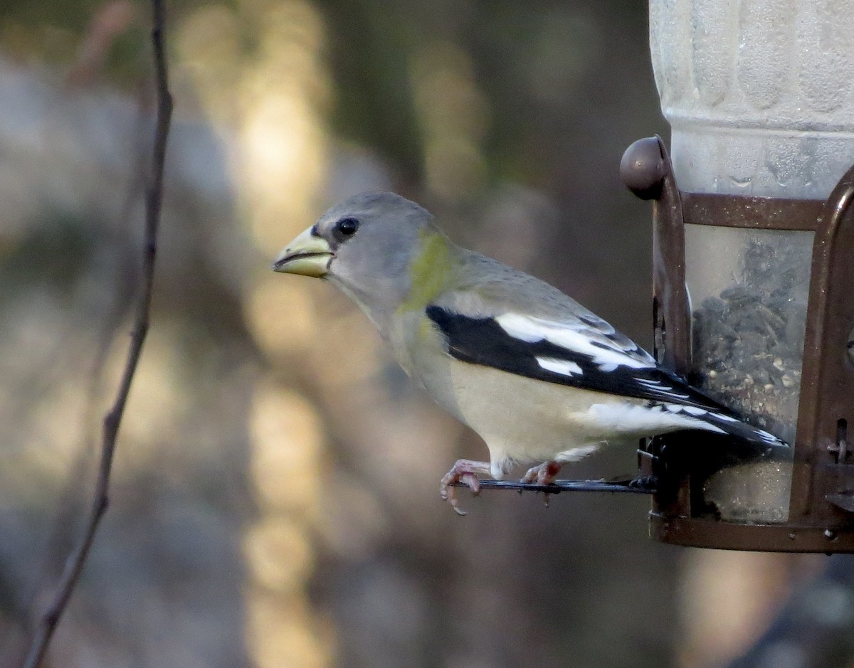 Evening Grosbeak - ML501469071