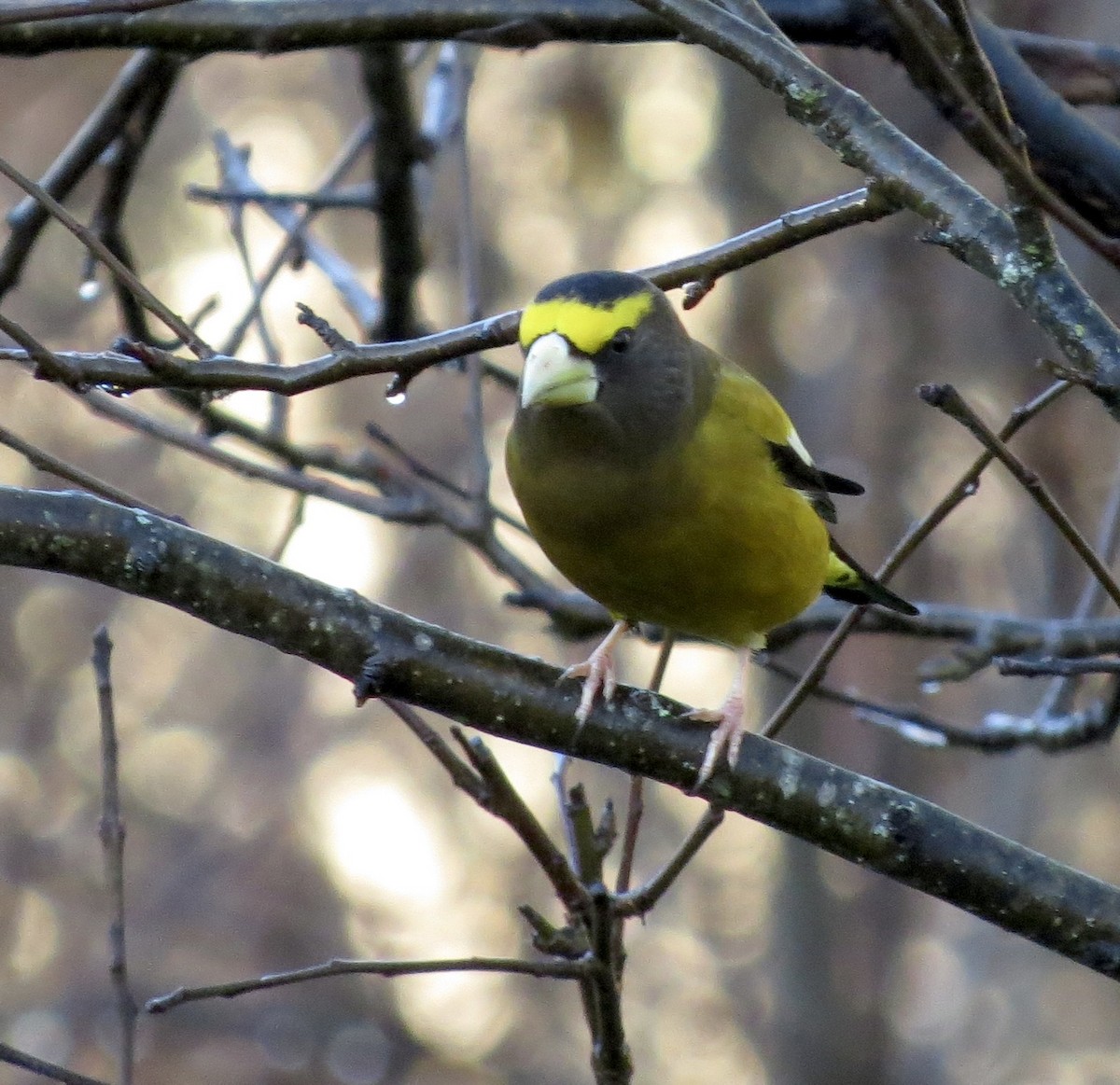 Evening Grosbeak - ML501469091