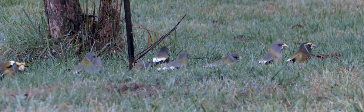 Evening Grosbeak - ML501469371