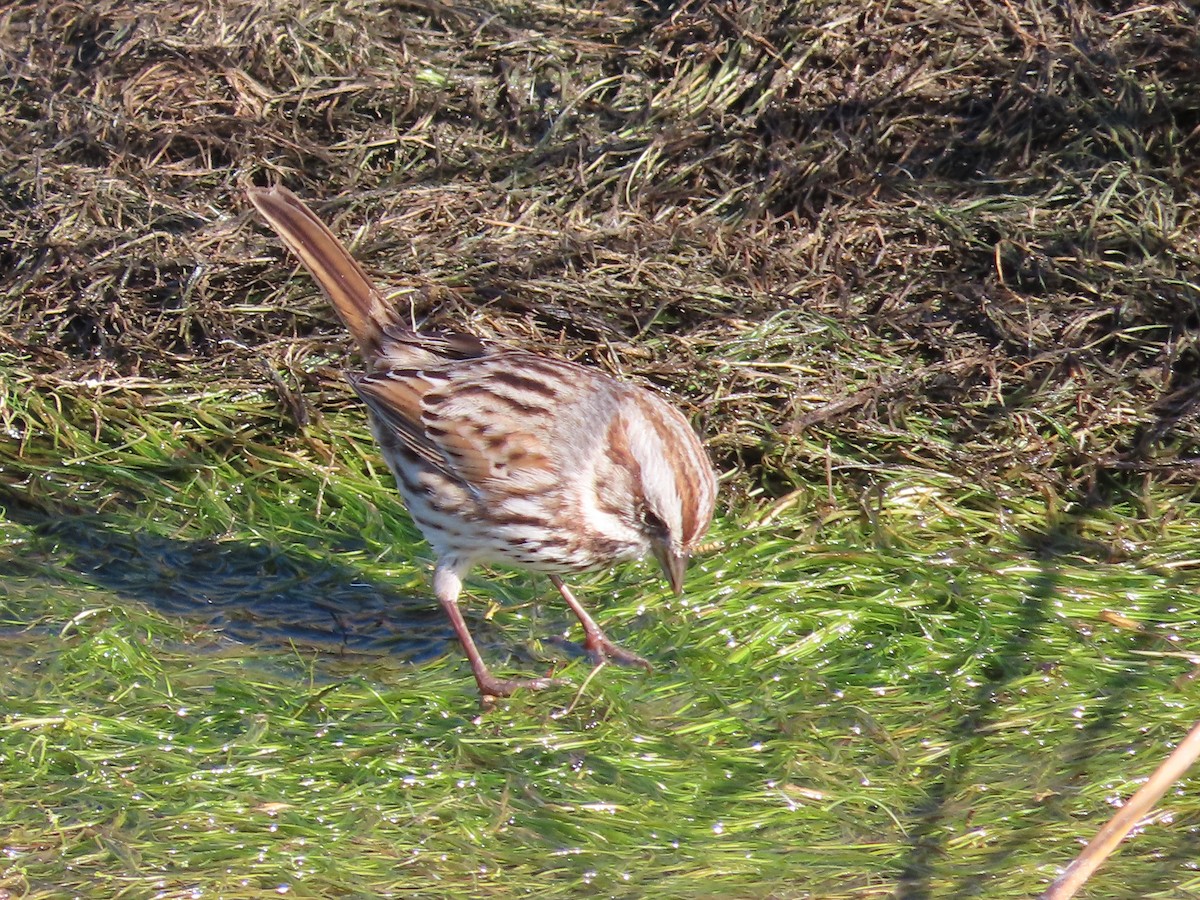 Song Sparrow - ML501471041