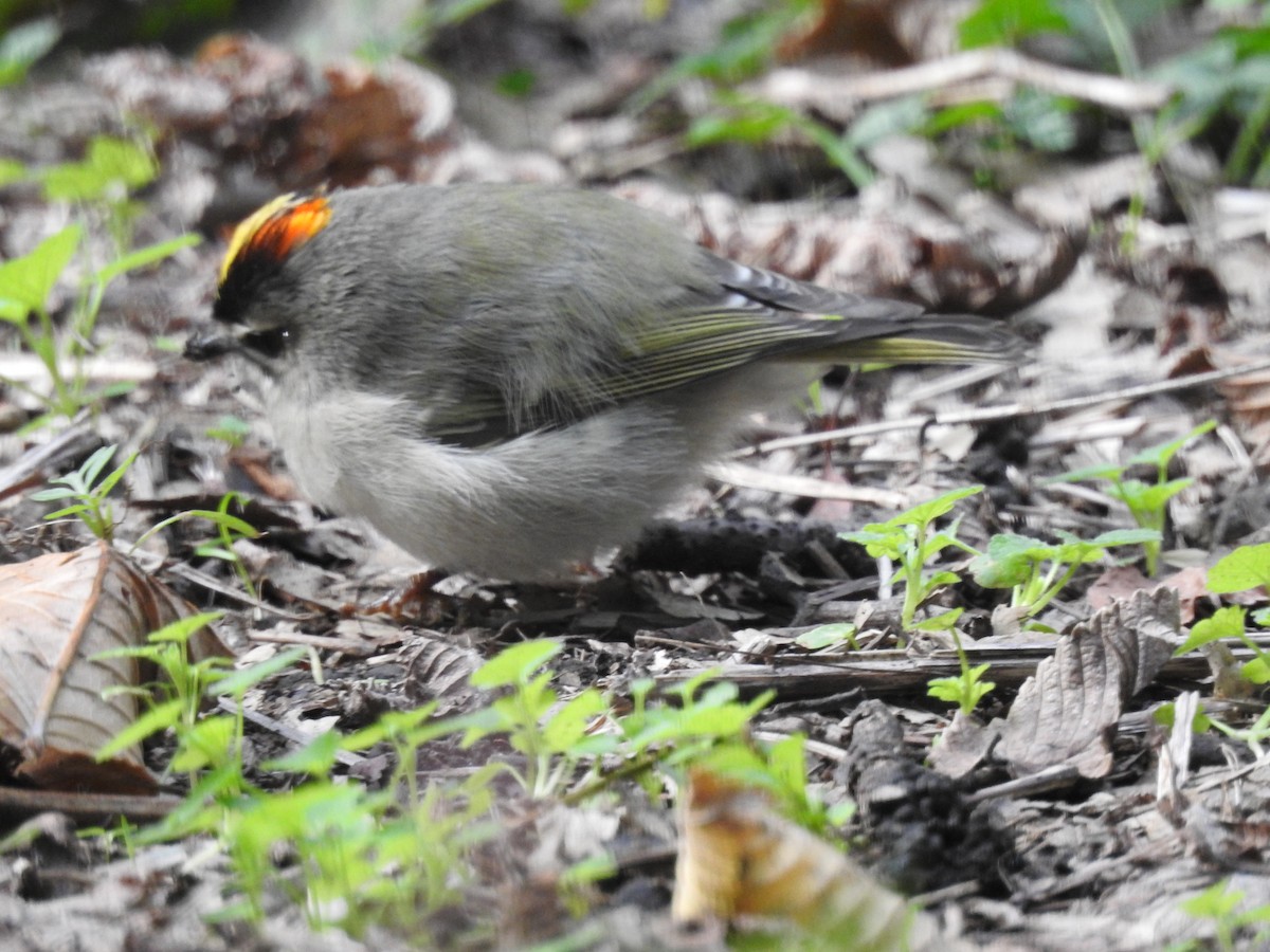 Golden-crowned Kinglet - ML501471131