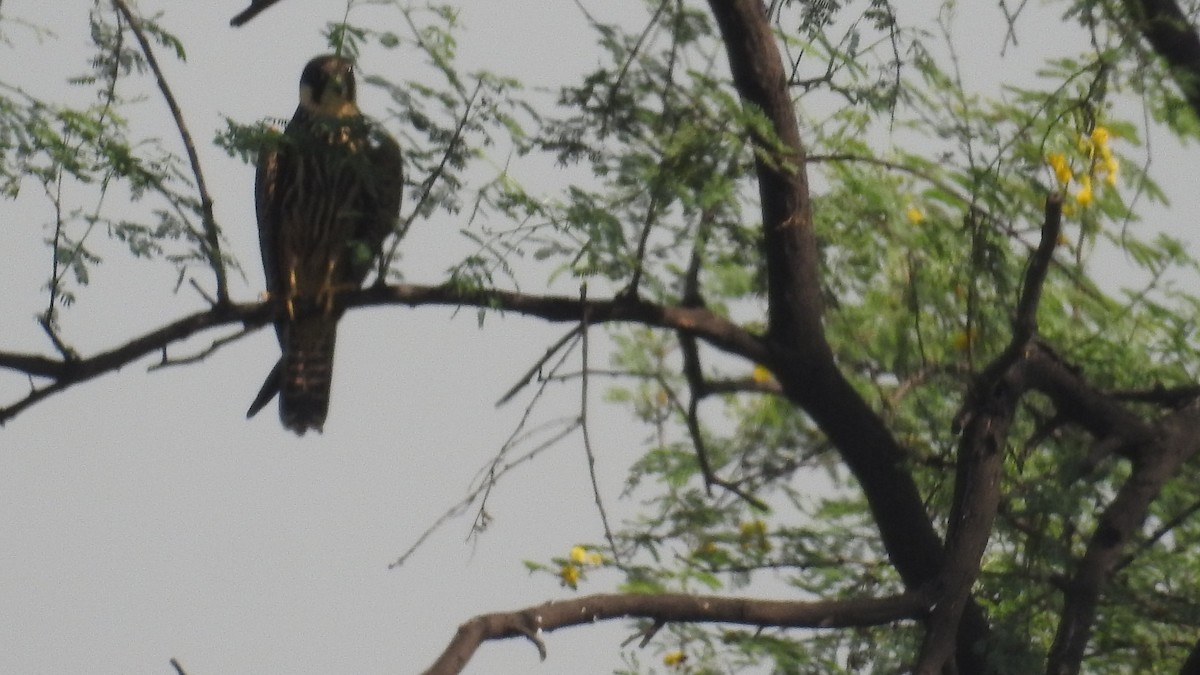 Eurasian Hobby - ML501471141