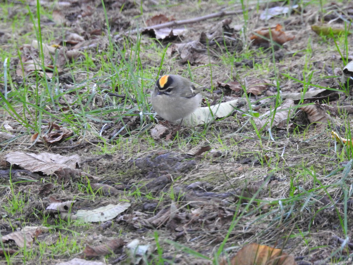 Golden-crowned Kinglet - Michael Chirlin