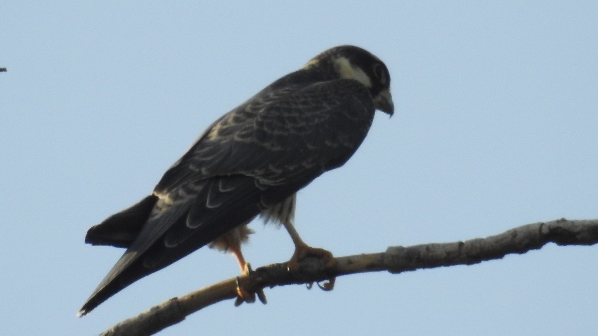 Eurasian Hobby - ML501471721