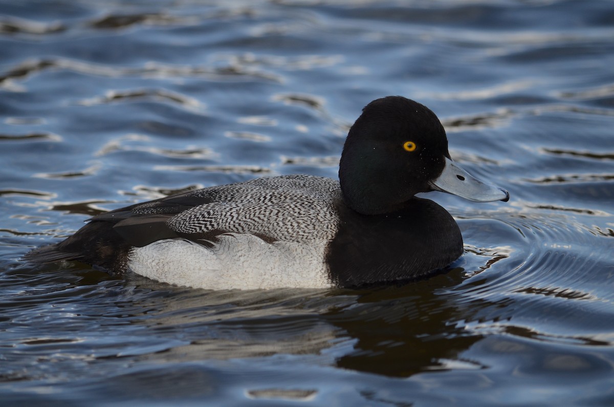 צולל בינוני - ML50147201