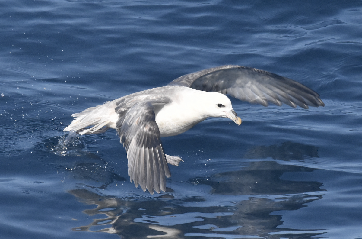 buřňák lední (ssp. glacialis/auduboni) - ML501472091
