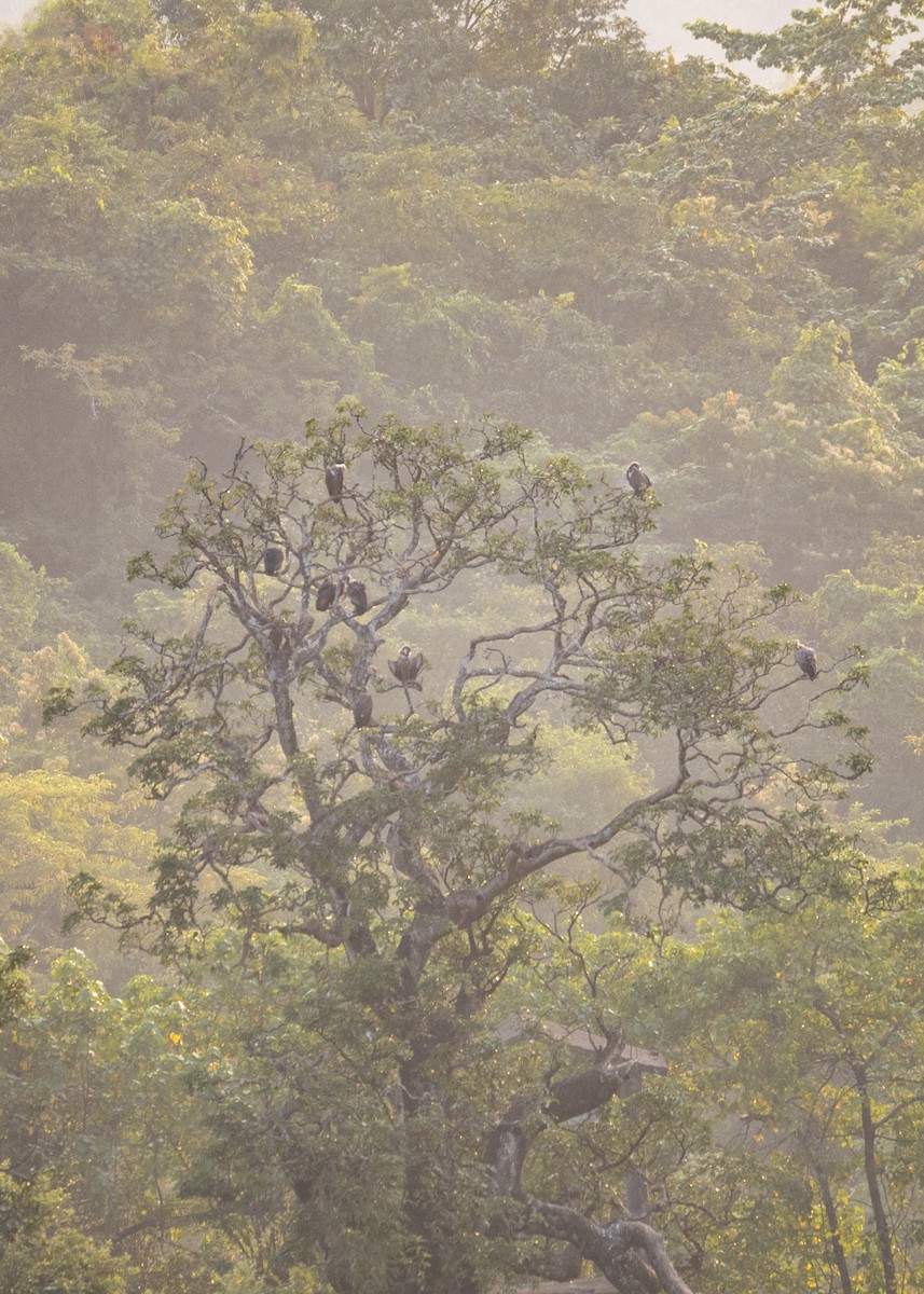 White-rumped Vulture - ML501472491