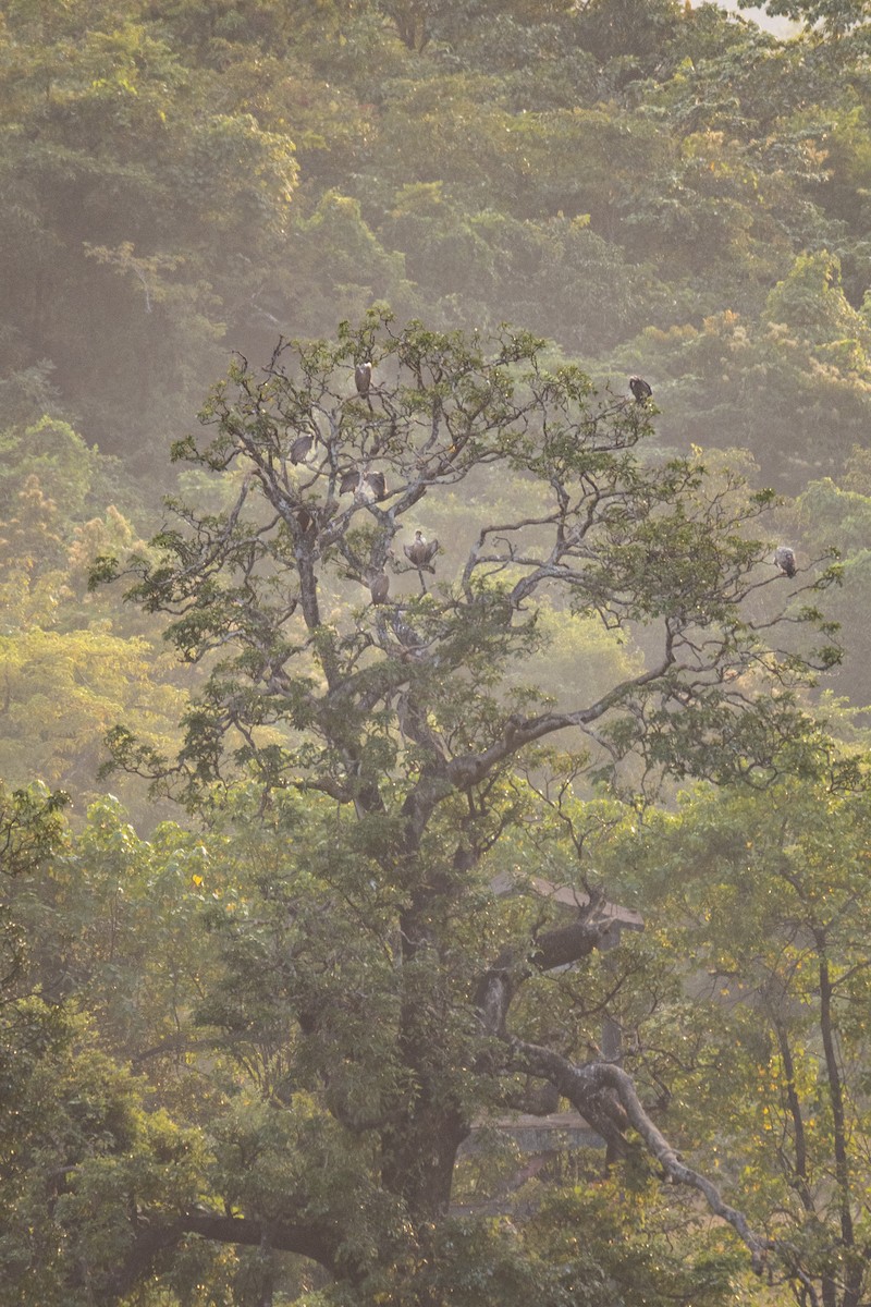 White-rumped Vulture - ML501472501