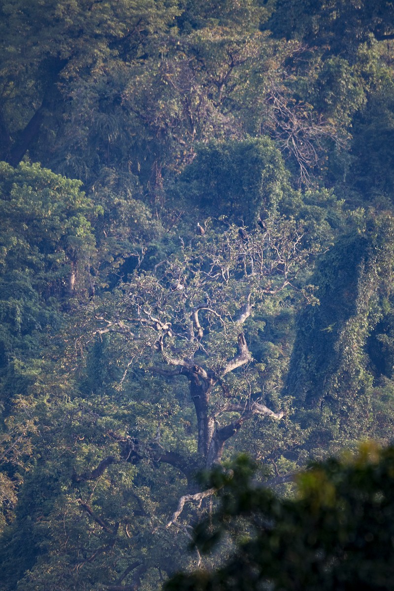 White-rumped Vulture - ML501472511