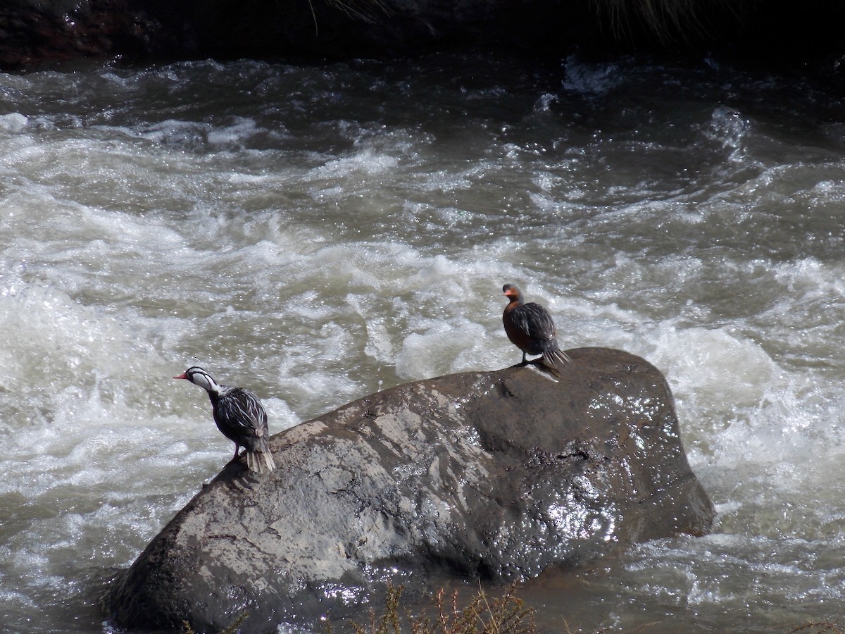 Torrent Duck - ML501473241