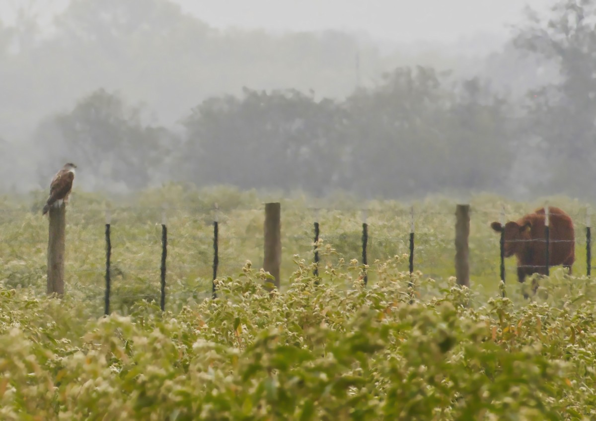 Ferruginous Hawk - ML501474281