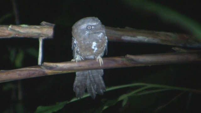 Solomons Frogmouth - ML501474441
