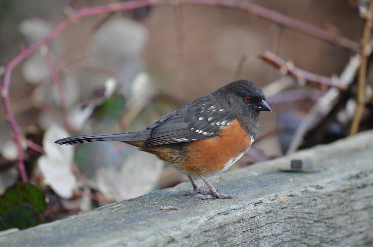 Spotted Towhee - ML50147451