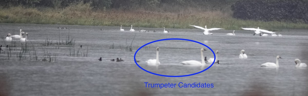 Trumpeter Swan - ML501474511