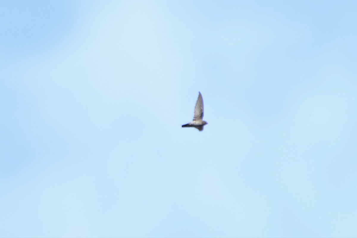 Plume-toed Swiftlet - ML501475181