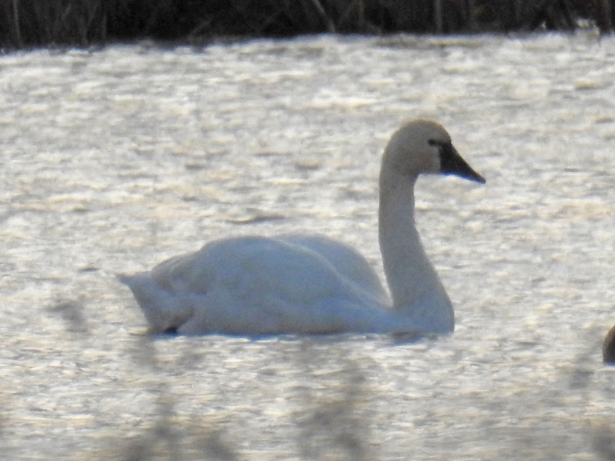 Tundra Swan - ML501475521