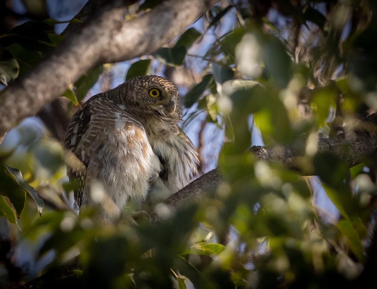 Asian Barred Owlet - ML501476031