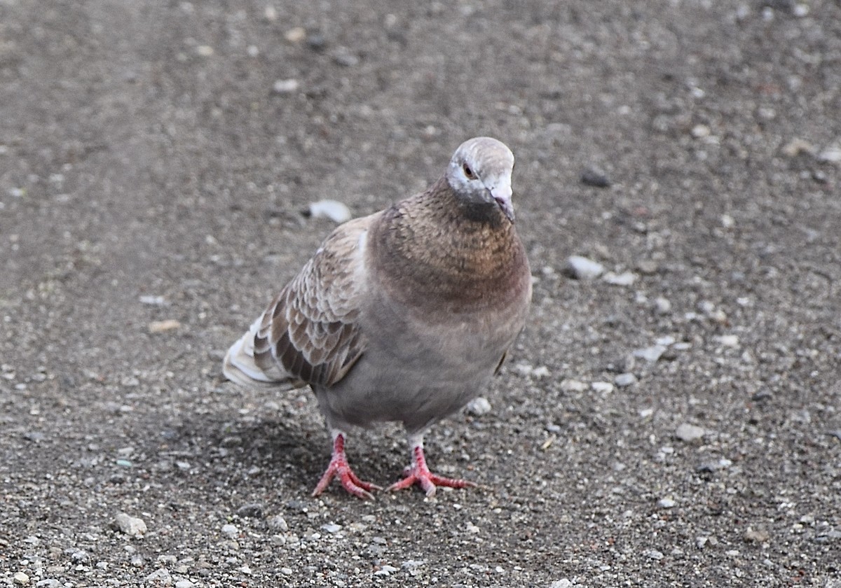 Rock Pigeon (Feral Pigeon) - ML501476081