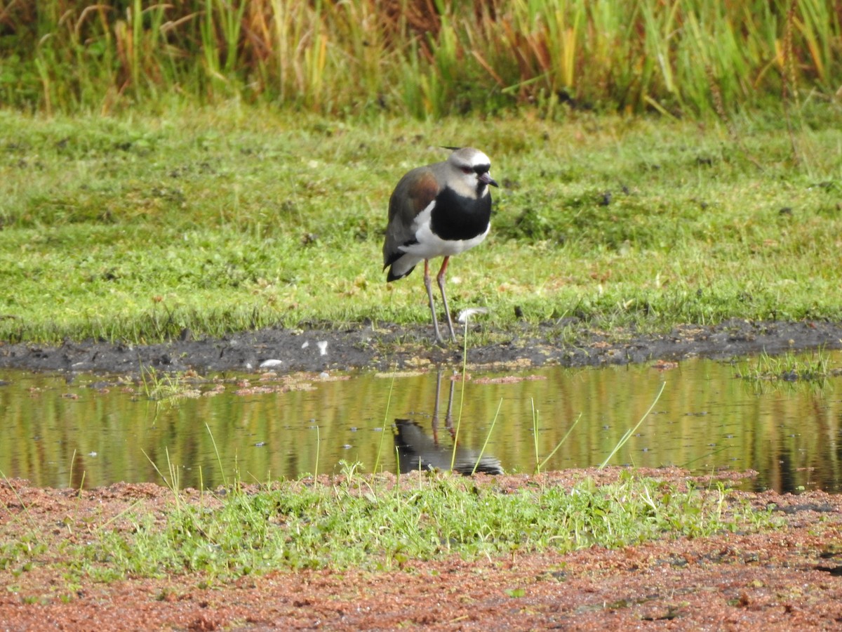 Southern Lapwing - ML501476121