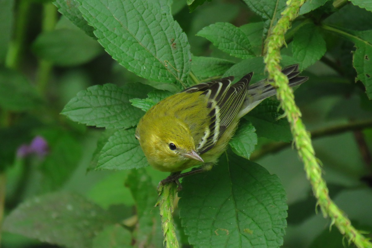 Bay-breasted Warbler - ML501476621