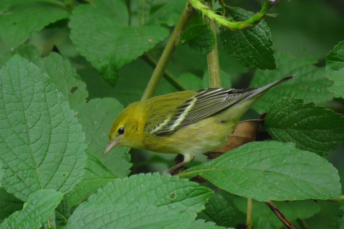 Bay-breasted Warbler - ML501476631