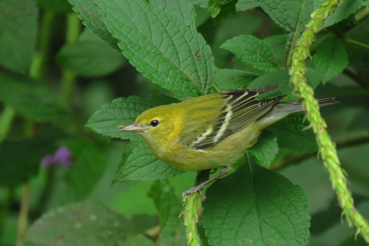 Bay-breasted Warbler - ML501476641