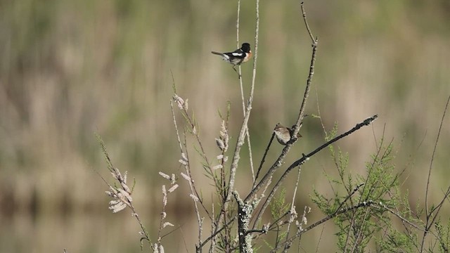 Cetti's Warbler - ML501477871